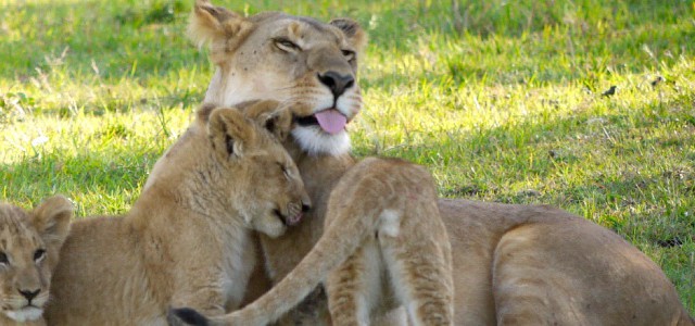 Maasai Mara National Reserve / マサイマラ国立保護区