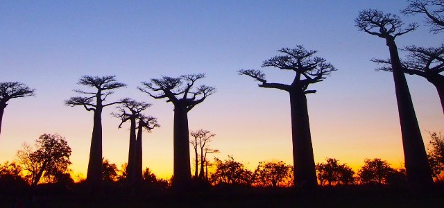 Baobab Street / バオバブストリート