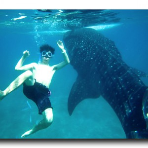 セブ島のオスロブでジンベイザメと一緒に泳いできた！