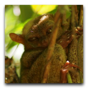 Philippines / フィリピン