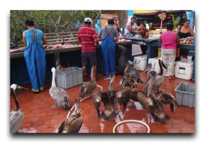 Ecuador/エクアドル