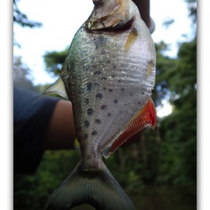 大自然！魅惑のアマゾンツアー②