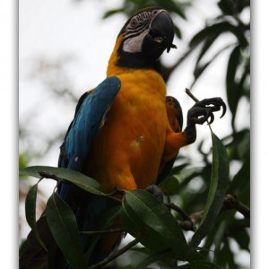 大自然！魅惑のアマゾンツアー①