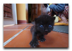 Venezuela / ベネズエラ