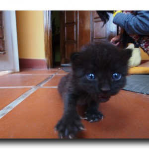 ラファエルと子猫。マラカイボにて。