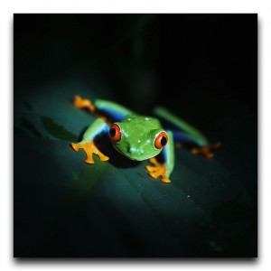 Costa Rica / コスタリカ