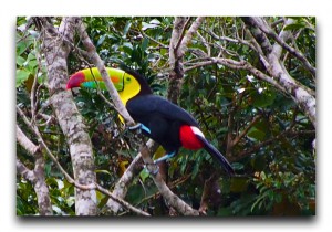 Costa Rica / コスタリカ