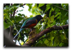 Costa Rica / コスタリカ