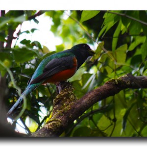 幻の鳥ケツァール発見？！大雨のサンタエレナ保護区。