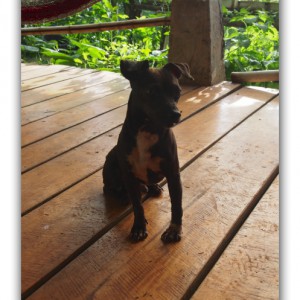 血圧測定×嵐の夜×ピンキーとの別れ。