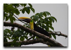 Costa Rica / コスタリカ