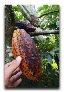 Costa Rica / コスタリカ