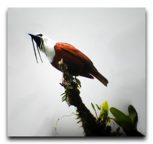 Procnias_tricarunculata_-Costa_Rica_-male-8-4c copy