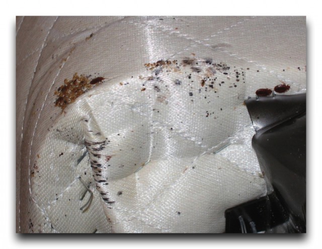 bed-bugs-on-a-mattress1
