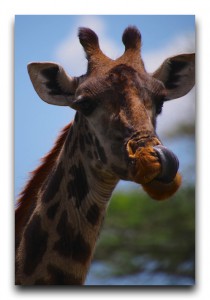 Tanzania / タンザニア