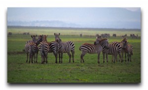 Tour info / 現地ツアー情報