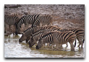 Namibia / ナミビア