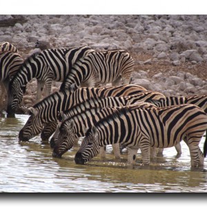 これはアフリカで一番かもしれない！大感動の野生動物劇場！！