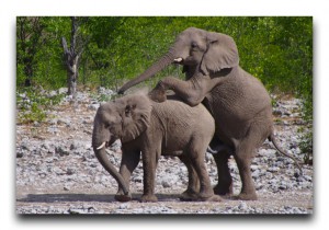 Namibia / ナミビア