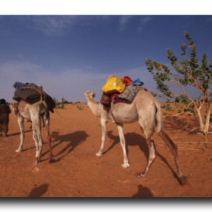 ラクダ旅で ”落馬” ならぬ ”落ラクダ” ！！飛び散る鮮血…。