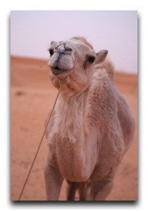 Mauritania / モーリタニア