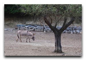 Italy / イタリア