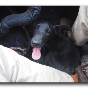 アラコの大冒険6〜あら子の生まれた場所。本当のお別れ。〜