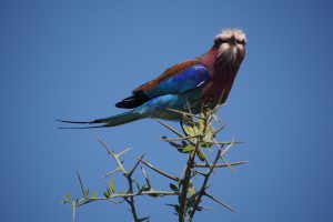 せかぽろ動物図鑑
