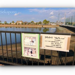 明石にコウノトリがやってきた！でもその場所は…